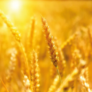 agriculture solicitors